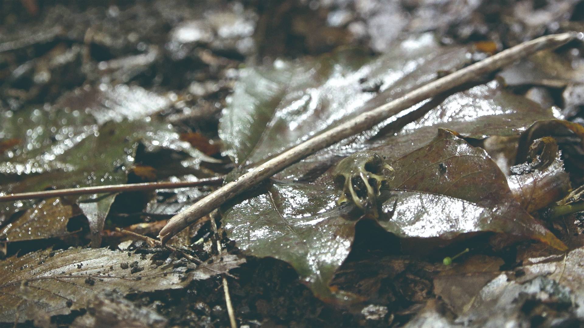 うんこと死体の復権』 ｜K2（ケーツー）