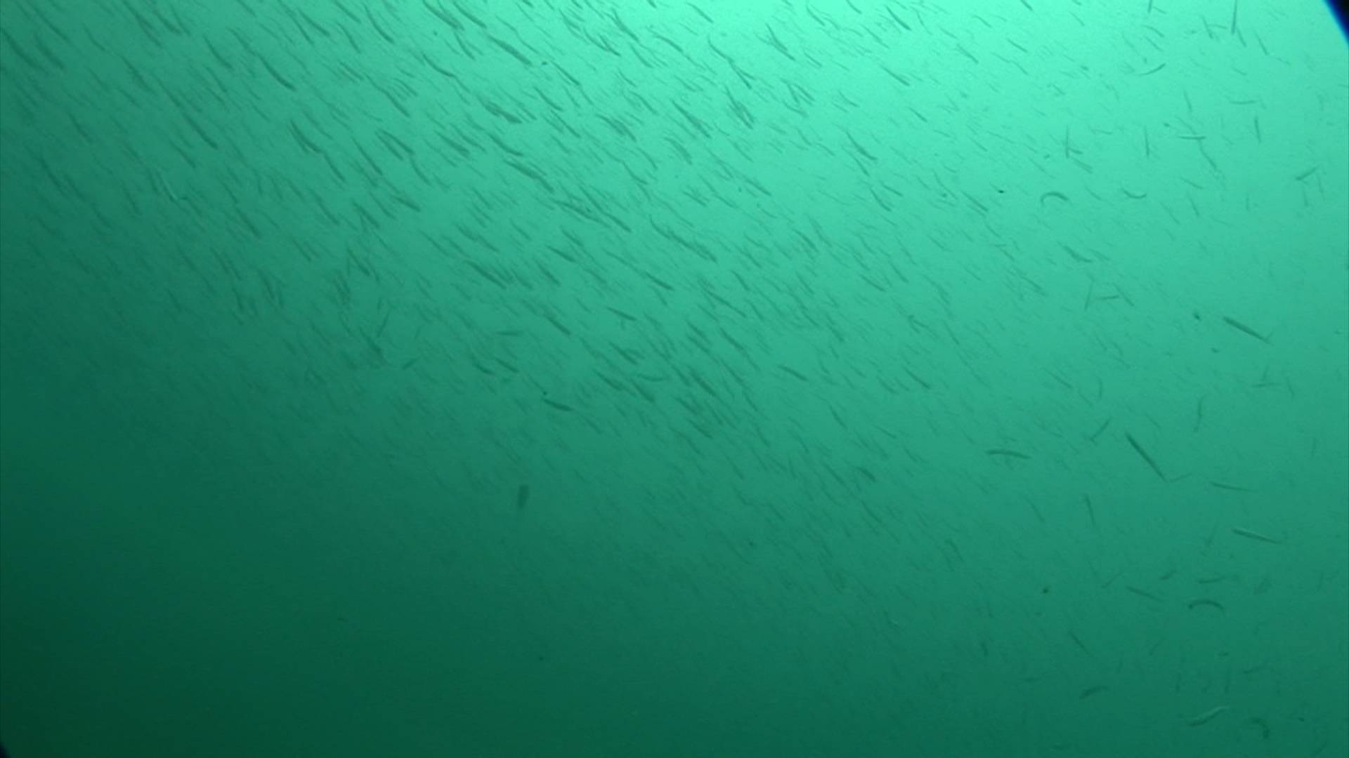 水俣曼荼羅』 ｜K2（ケーツー）